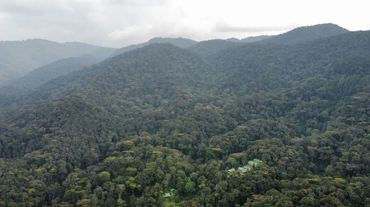 Gorilla Habituation Experience in Rushaga Sector, Bwindi