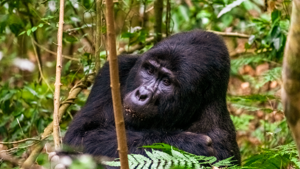 Tracking Gorillas in Nkuringo Bwindi