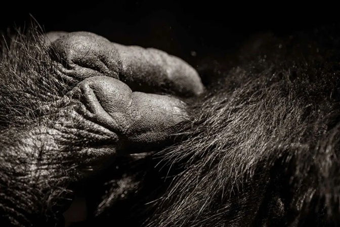 Gorilla facts - Uganda-Rwanda Gorilla Trekking