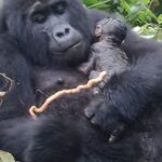 Mountain Gorilla Parenting Behavior love in the mist-gorilla trekking