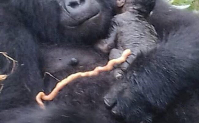 Mountain Gorilla Parenting Behavior love in the mist-gorilla trekking
