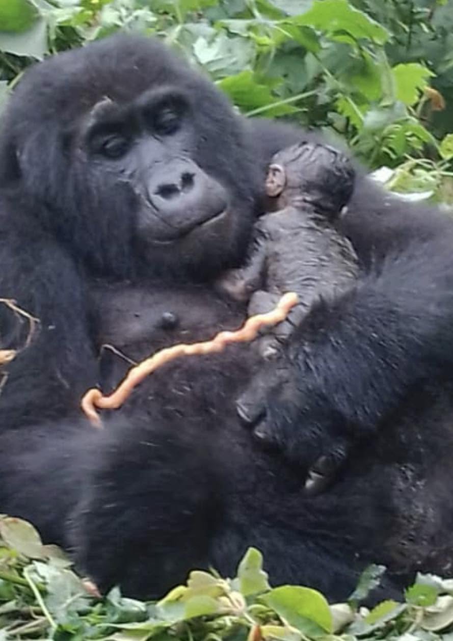 Mountain Gorilla Parenting Behavior love in the mist-gorilla trekking