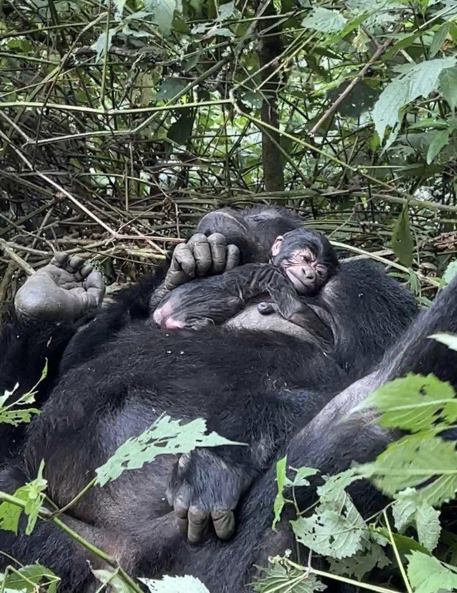 Mother Gorilla, Baby Gorilla, and Silverback Mountain Gorilla Parent behavior