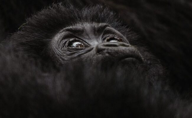 Gorilla Tracking-Gorilla Trekking, Trackinggorillasuganda, Gorillas, Gorilla safaris, Gorilla Hour