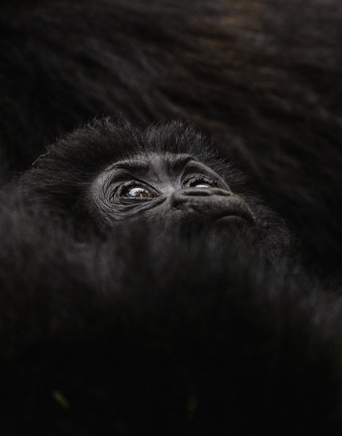 Gorilla Tracking-Gorilla Trekking, Trackinggorillasuganda, Gorillas, Gorilla safaris, Gorilla Hour
