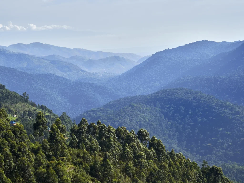 Nkuringo Bwindi Gorilla Lodge -Forest view