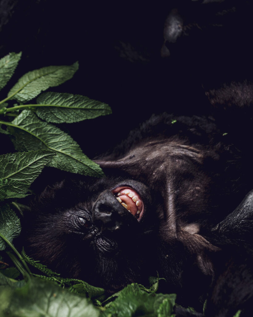 Gorilla Trekking in Volcanoes National Park