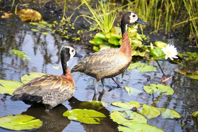 Mabamba swamp tour.