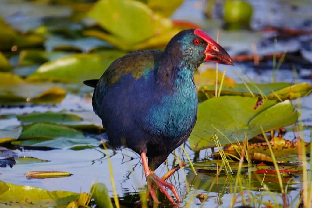 Mabamba swamp tour
