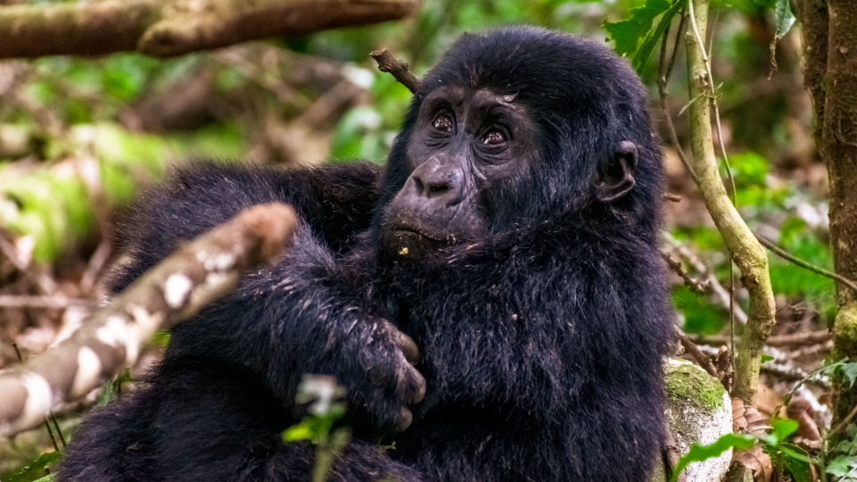 Gorilla Trekking Nkuringo