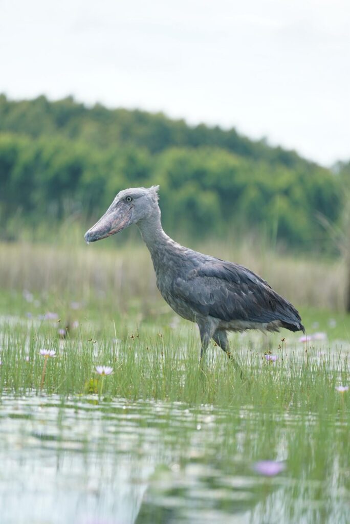 shoebill in Uganda | Gorilla Hour Uganda watching shoebill in Uganda