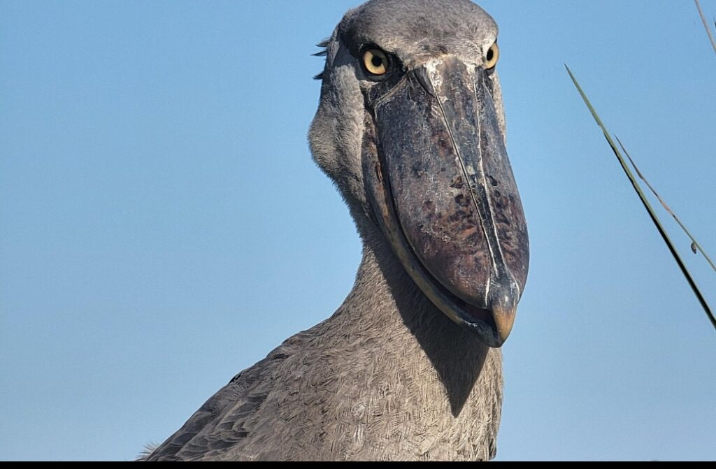 shoebill in Uganda | Gorilla Hour Uganda shoebill in Uganda tours