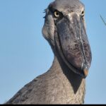 shoebill in Uganda tours