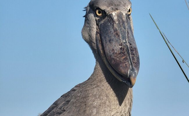 shoebill in Uganda tours