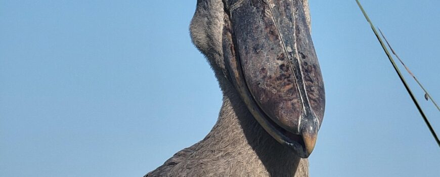 shoebill in Uganda tours